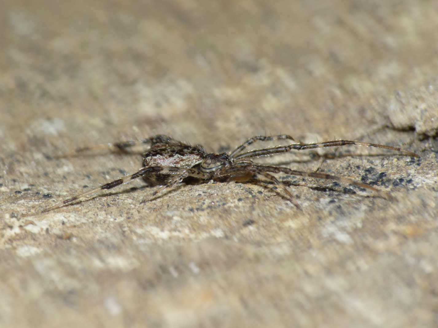 Episinus cf. maculipes